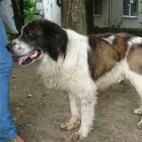 Aziat na Pravde (Азиат на Правде),  Mixed Breed for adoption at Верность (Vernost)