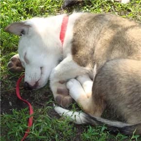 Marusya, devochka, primerno 2 mesyatsa (Маруся, девочка, примерно 2 месяца),  Mixed Breed for adoption at Верность (Vernost)