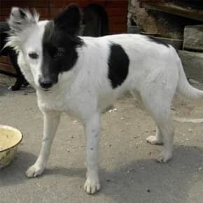 Una, okhrannitsa srednego razmera (Уна, охранница среднего размера),  Mixed Breed for adoption at Верность (Vernost)
