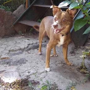 Melkiy kobelek, ok. 5 kg (Мелкий кобелек, ок. 5 кг),  Mixed Breed for adoption at Верность (Vernost)