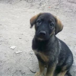 Ovcharistaya devochka okolo 3mes (Овчаристая девочка около 3мес),  Mixed Breed for adoption at Верность (Vernost)