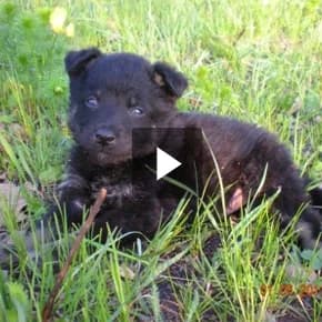 Sёma-smelchak (Сёма-смельчак),  Mixed Breed for adoption at Верность (Vernost)