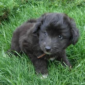 Malchik-pushistik (Мальчик-пушистик),  Mixed Breed for adoption at Верность (Vernost)