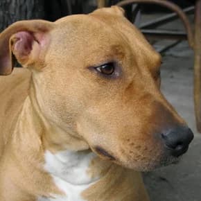 Kessi, devochka staffa 5-6 let (Кесси, девочка стаффа 5-6 лет),  Mixed Breed for adoption at Верность (Vernost)