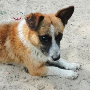 Slepomu dobromu sobiku nuzhen zabotlivyy i lyubyashtiy khozyain (Слепому доброму собику нужен заботл,  Mixed Breed for adoption at Верность (Vernost)