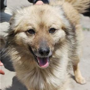 Shuker, kobel 2,5-3 goda (Шукер, кобель 2,5-3 года),  Mixed Breed for adoption at Верность (Vernost)