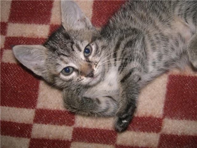 Pushinka, koshechka 1,5 mesyatsa (Пушинка, кошечка 1,5 месяца),  Mixed Breed for adoption at Верность (Vernost)