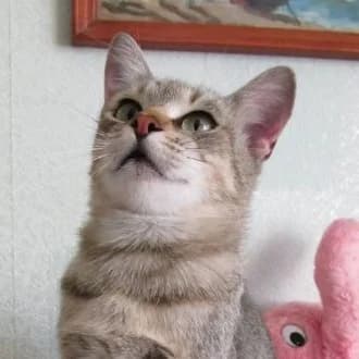 Masya, seraya krasavitsa s izumrudnymi glazami (Мася, серая красавица с изумрудными глазами),  Mixed Breed for adoption at Верность (Vernost)