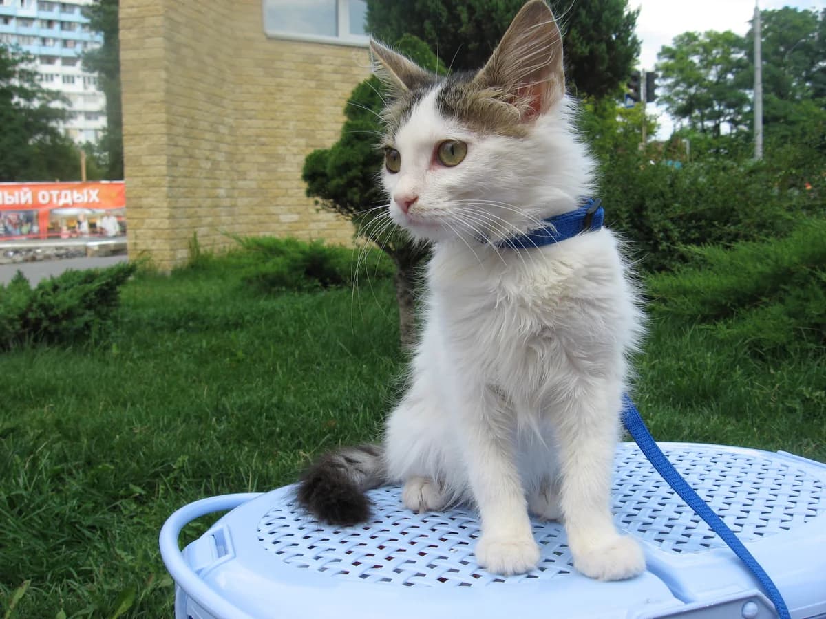 Kitti, 3-4 mes, belaya s polosatymi pyatnyshkami (Китти, 3-4 мес, белая с полосатыми пятнышками),  Mixed Breed for adoption at Верность (Vernost)