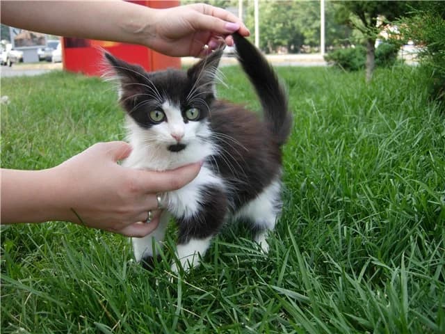 Sonechka, 3-4 mes., krasivaya i veselaya (Сонечка, 3-4 мес., красивая и веселая),  Mixed Breed for adoption at Верность (Vernost)