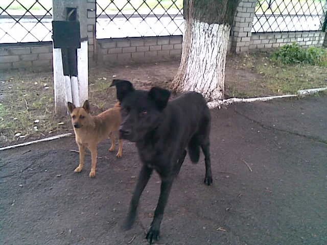 Ochen neobychnye sobaki &mdash; Bonya i Klayd (Очень необычные собаки &mdash; Боня и Клайд),  Mixed Breed for adoption at Верность (Vernost)