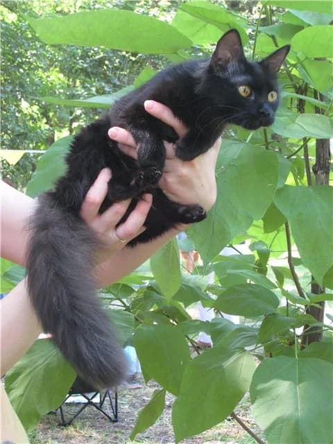 Chernaya koshka Kozyavochka, 10 mesyatsev, dlinnosherstnaya krasavitsa (Черная кошка Козявочка, 10 м, Mixed Breed for adoption at Верность (Vernost)