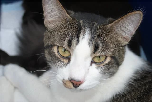 Kotik Cenya prim 11 mesyatsev (Котик Cеня прим 11 месяцев), Mixed Breed for adoption at Верность (Vernost)