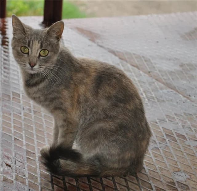 Zhaklin, izyashtnaya koshka, 1-2 goda, polosataya trekhtsvetka (Жаклин, изящная кошка, 1-2 года, пол, Mixed Breed for adoption at Верность (Vernost)