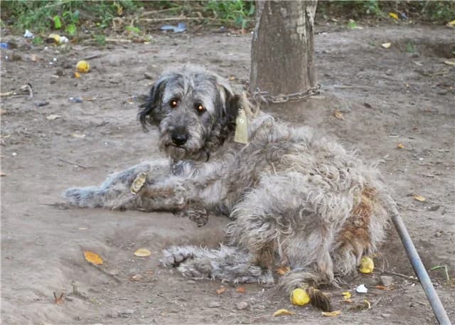 Budulay, 1god, kobel (Будулай, 1год, кобель), Mixed Breed for adoption at Верность (Vernost)