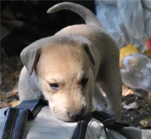 Sobaka Linda so shtenkami (Собака Линда со щенками), Mixed Breed for adoption at Верность (Vernost)