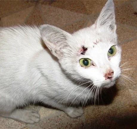 Koshka podmashinnitsa (Кошка подмашинница), Mixed Breed for adoption at Верность (Vernost)