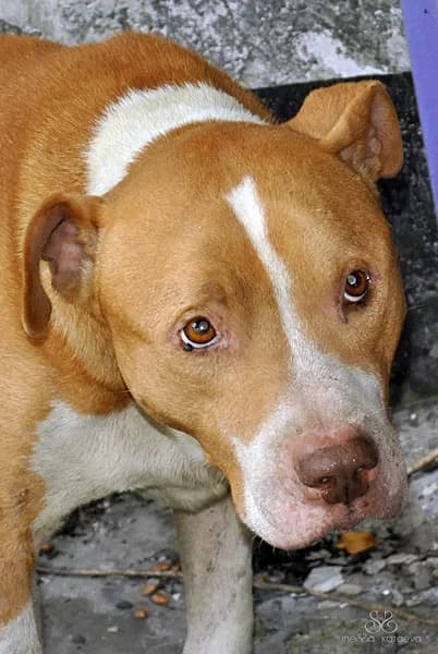 Osirotevshiy amerikanskiy pitbulterer (Осиротевший американский питбультерьер), Mixed Breed for adoption at Верность (Vernost)