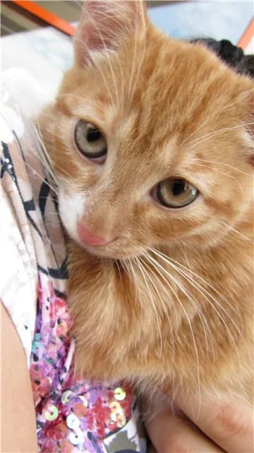 Ryzhe-belyy kotёnok ishtet dom (Рыже-белый котёнок ищет дом), Mixed Breed for adoption at Верность (Vernost)