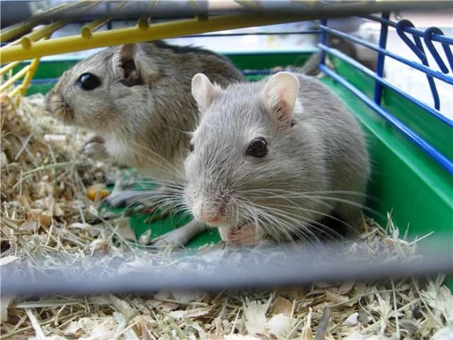 Peschanki v khoroshie ruki (Песчанки в хорошие руки), Mixed Breed for adoption at Верность (Vernost)