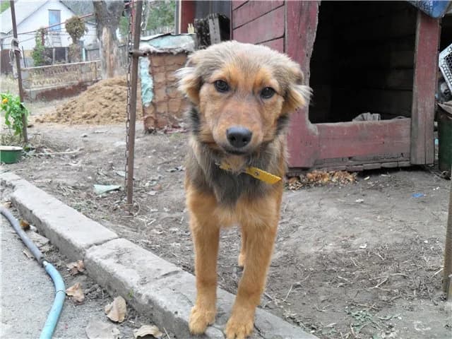 Istoriya Polli s bolshoy nadezhdoy na schastlivyy konets (История Полли с большой надеждой на счастл, Mixed Breed for adoption at Верность (Vernost)