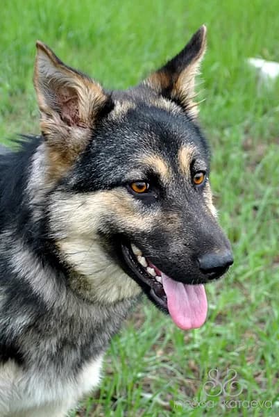Trekhlapyy drug – vse ravno luchshiy drug cheloveka (Трехлапый друг – все равно лучший друг человека, Mixed Breed for adoption at Верность (Vernost)