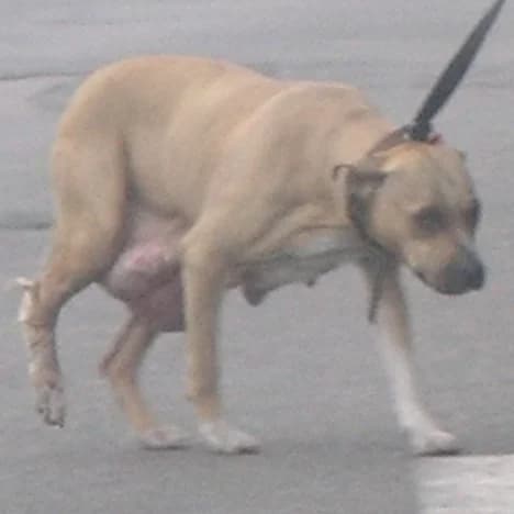 Pitbul Dzhesika i shtenok, neobkhodima pomosht (Питбуль Джесика и щенок, необходима помощь), Mixed Breed for adoption at Верность (Vernost)