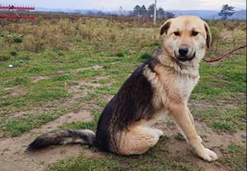 Lora,  Mixed Breed for adoption at StrayCoCo Foundation, Gjakova/Mitrovica/Vushtrri/Drenas