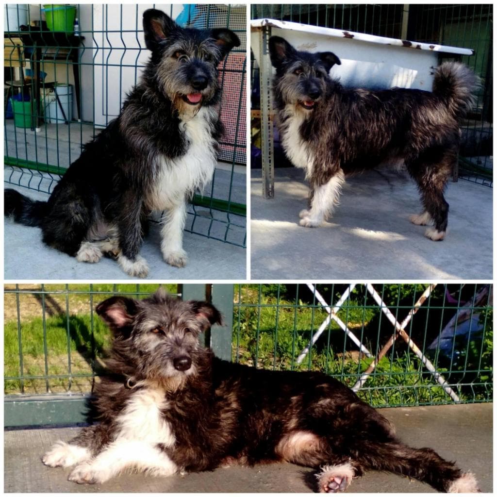 MARGOT,  Mixed Breed for adoption at Associação Quatro Patas e Focinhos