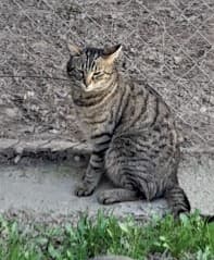 Comète, Tigré female European Shorthair for adoption at Association Secours Protection Animale (Manosque), Manosque — photo 5 of 5