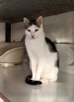 Gandhi, Tigré et blanc male European Shorthair for adoption at Association Secours Protection Animale (Manosque), Manosque — photo 2 of 28