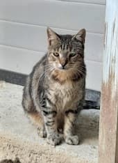Harvey, Tigré male European Shorthair for adoption at Association Secours Protection Animale (Manosque), Manosque