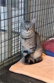 Pimousse, Tigré female European Shorthair for adoption at Association Secours Protection Animale (Manosque), Manosque — photo 4 of 30