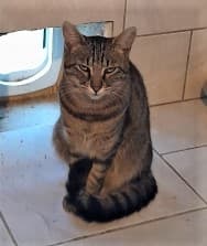 Comète, Tigré female European Shorthair for adoption at Association Secours Protection Animale (Manosque), Manosque