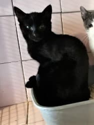 Ombre, Noir female European Shorthair for adoption at Association Secours Protection Animale (Manosque), Manosque — photo 3 of 28