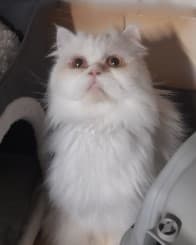 Bubulle, Blanc male Persian for adoption at Association Secours Protection Animale (Manosque), Manosque — photo 2 of 2