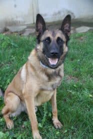 Punto, male Belgian Malinois for adoption at SPA Genève