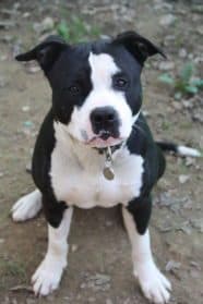 Tao,  Staffordshire Bull Terrier for adoption at SPA Genève