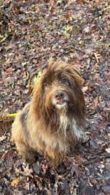 Cooper,  Mixed Breed for adoption at SPA Genève