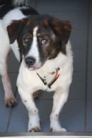 Dogy,  Mixed Breed for adoption at SPA Genève — photo 3 of 3