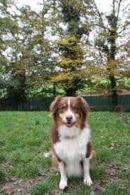 See-Jay,  Australian Shepherd for adoption at SPA Genève