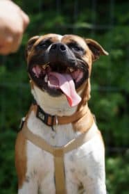 Simba,  Staffordshire Bull Terrier for adoption at SPA Genève — photo 3 of 5