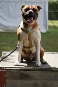 Simba,  Staffordshire Bull Terrier for adoption at SPA Genève