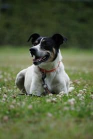 Félix, male mixed breed for adoption at SPA Genève