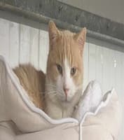 JIM, male mixed breed for adoption at Le Havre