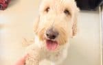 Summer, female Goldendoodle for adoption at Tierheim und Tierhotel Arche Chur — photo 5 of 6