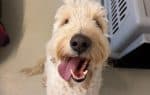 Summer, female Goldendoodle for adoption at Tierheim und Tierhotel Arche Chur — photo 4 of 6