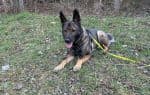 Esra, male German Shepherd for adoption at Tierheim und Tierhotel Arche Chur — photo 5 of 6