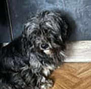 Freddy,  Mixed Breed for adoption at Tierschutzverein Porz