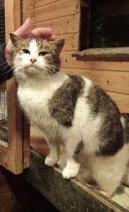 Minka,  Mixed Breed for adoption at Tierschutzverein Porz